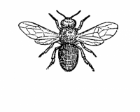 Vintage Bee 1